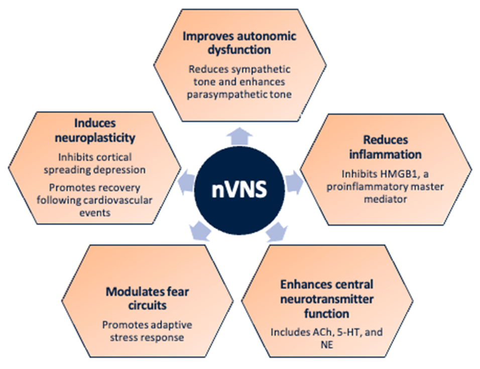 nVNS Effects Relevant to Stress-Related Disorders